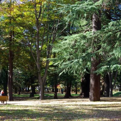 Fuchu no Mori Park in Fuchu, Tokyo, with spacious lawns, seasonal trees, walking paths, and a traditional Japanese garden.