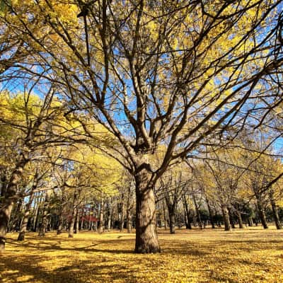 autumn foliage in yoyogi park