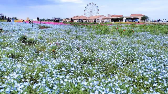 Soleil Hill Yokosuka - seasonal flowers in Kanagawa