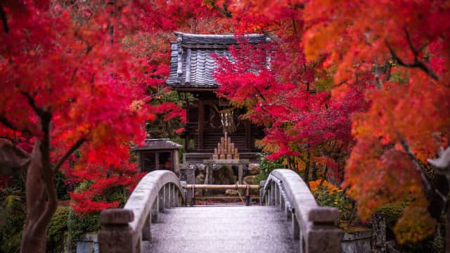 Eikandō Temple Kyoto - Zenrin‑ji Temple autumn foliage