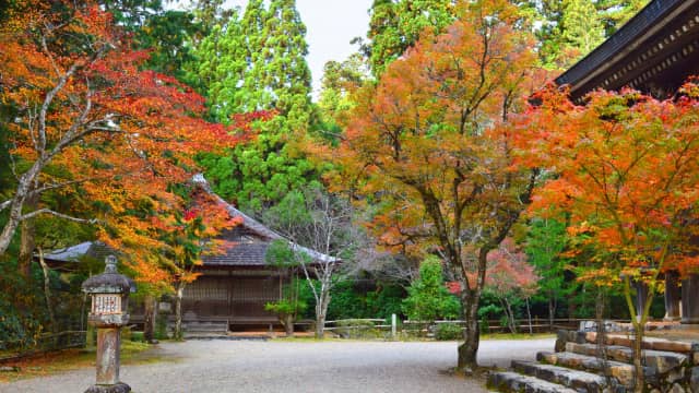 Jingo-ji Temple Kyoto - autumn foliage photo spot