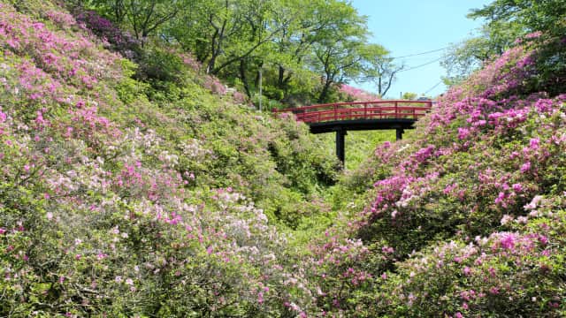 Tannowa Yuen Park - Mount Atago Park Azalea Festival Osaka