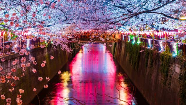Meguro River Cherry Blossoms - Tokyo's Favorite Cherry Blossom Spot