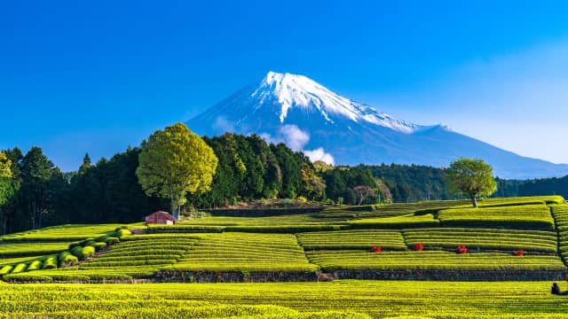 Mount Fuji rising behind vibrant green tea fields in Obuchi Sasaba