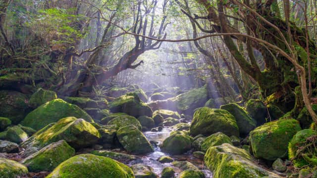 Sunlight filters through towering ancient cedar trees in Shiratani Unsuikyo Gorge, illuminating emerald moss-covered rocks and forest paths that inspired the world of Princess Mononoke on Yakushima Island.