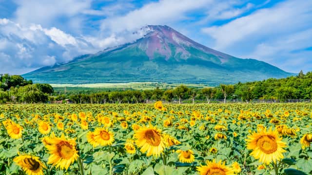 Colorful floral landscapes and walking paths at Yamanakako Hana no Miyako Park