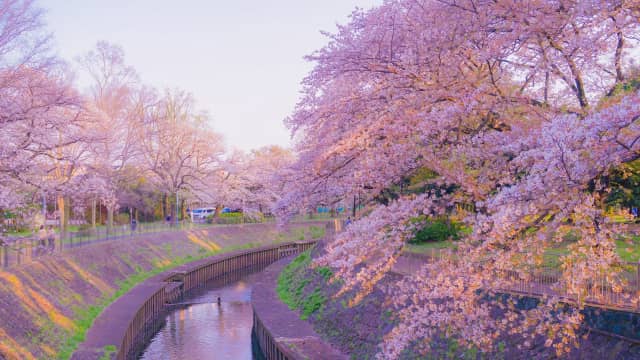 Riverside park with cherry blossom trees lining the Zenpukuji River in Tokyo.