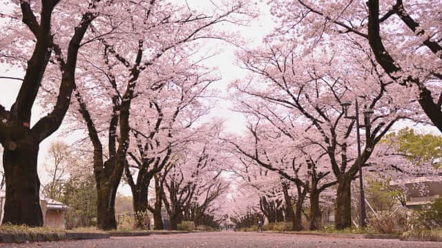 Fuchu no Mori Park in Fuchu, Tokyo, with spacious lawns, seasonal trees, walking paths, and a traditional Japanese garden.