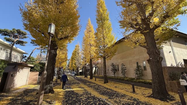Golden ginkgo trees along Seijo Gakuen-mae Avenue in autumn