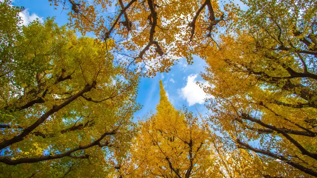 Photogenic Spos for Ginko Trees