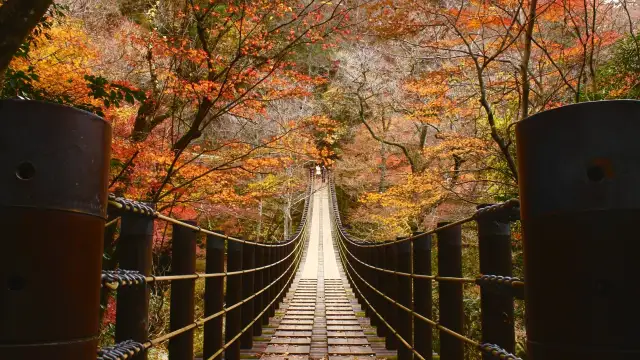Photogenic suspension bridge with maple fall leaves in Hananuki Gorge, Ibaraki, Japan