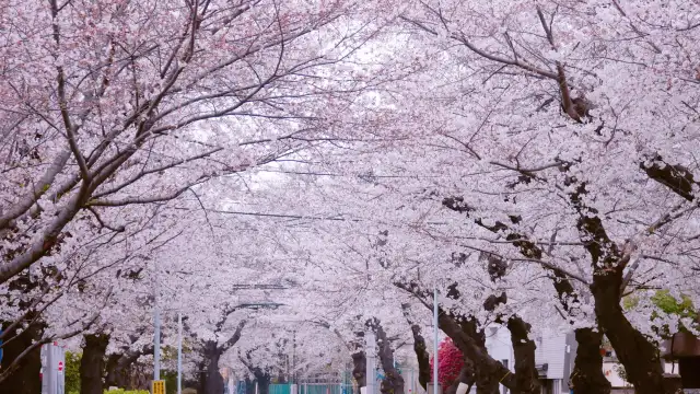 Cherry blossom and Yanaka Cemetery