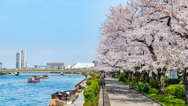 Cherry blossoms at Sumida Park Tokyo