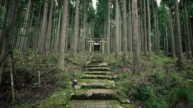 Mystic shrine surrounded in cedar tree - Kyoto hidden shrines