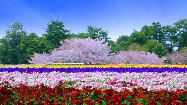 Tottori Hanakairo Flower Park - largest flower park in Japan
