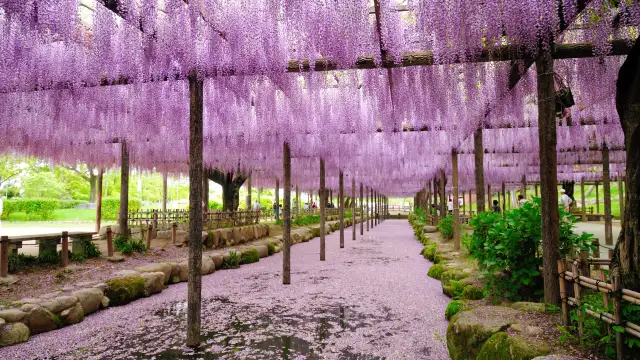 Wisteria Wonders Across Japan: Five Must‑See Wisteria Tunnels