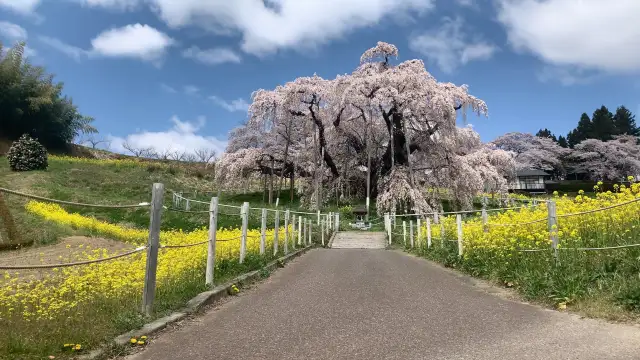 Miharu Takizakura cherry blossom - Fukushima cherry blossoms sakura photo spot