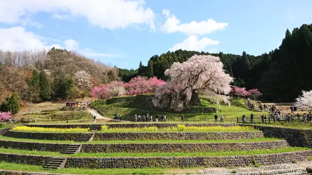 Matabei Zakura Cherry Tree - 300‑year‑old weeping cherry tree