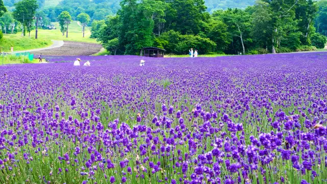 A scenic view of lavender fields with distant mountain backdrop at Tambara Lavender park