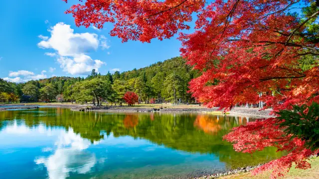 Autumn foliage reflected in Ōizumi Pond at Mōtsū-ji Temple, a UNESCO World Heritage Site known for its preserved Pure Land garden in Hiraizumi.