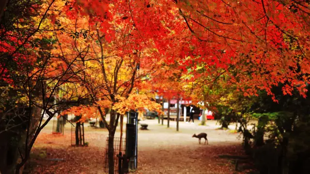 Scenic forest pathway through Momijidani Park surrounded by seasonal maple trees.