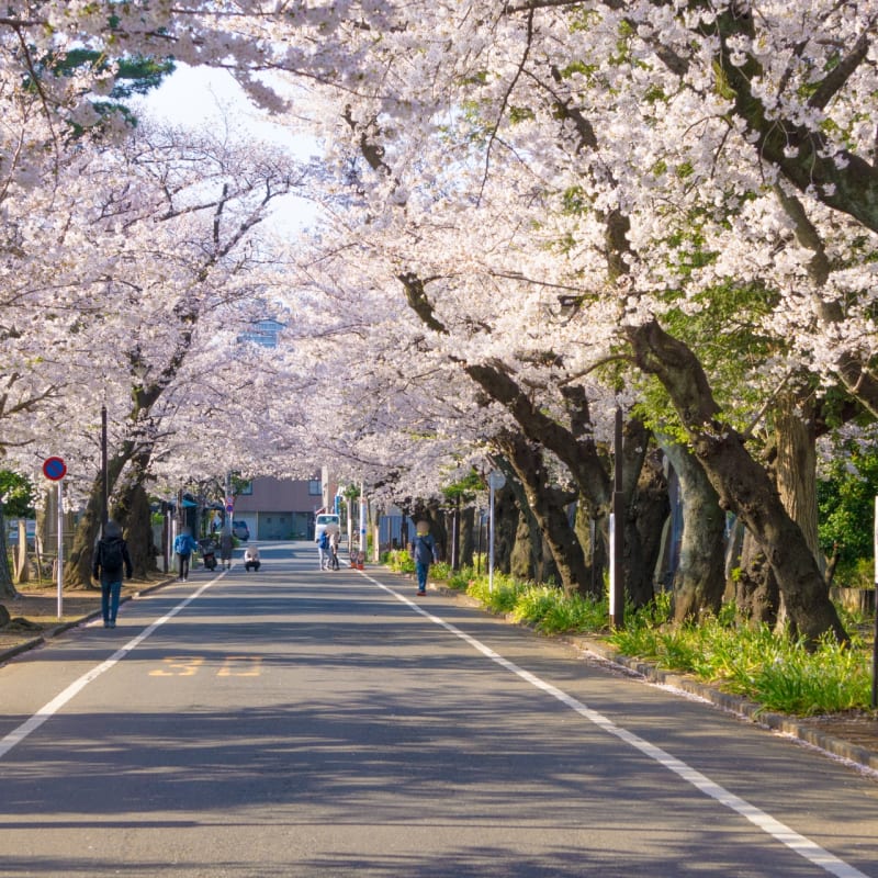 Cherry blossom and Yanaka Cemetery
