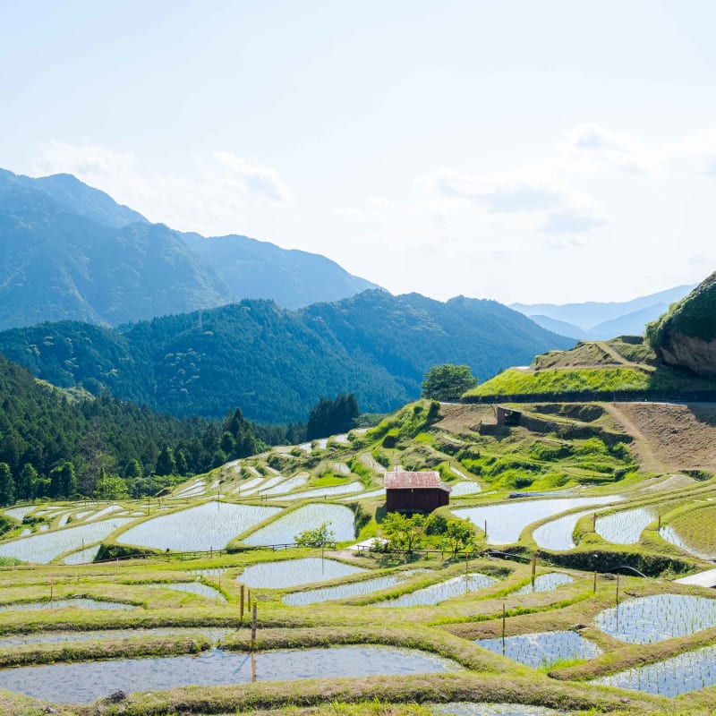 Maruyama Senmaida - Kumano rice terraces in Japan