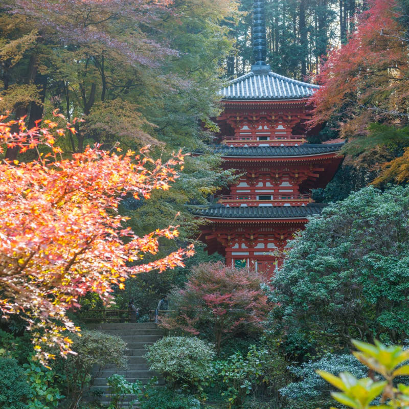 Gansenji Temple - kyoto hydrangea temple