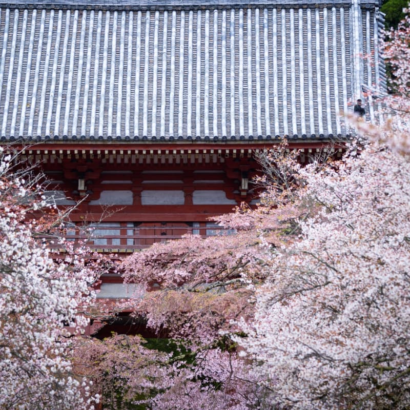 Daigo-ji Temple UNESCO World Heritage - oldest wooden structure in Kyoto