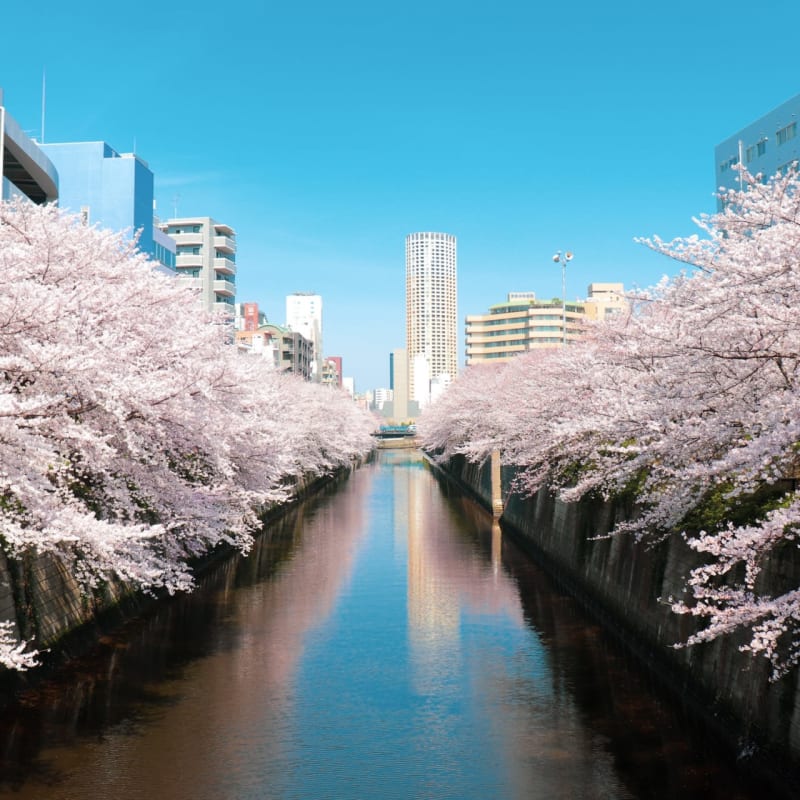 Meguro River Cherry Blossoms - Tokyo's Favorite Cherry Blossom Spot