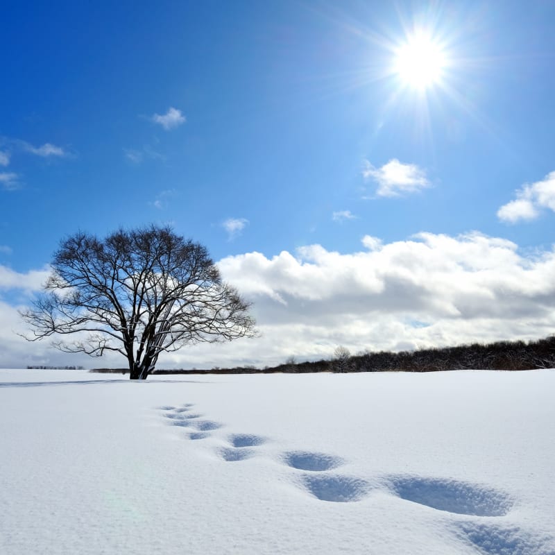 Harunire Tree - Twin elm tree standing on open river plain in Hokkaido
