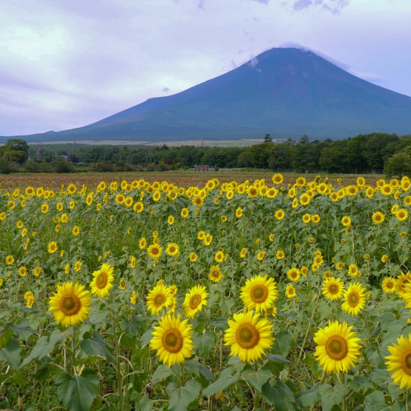 Seasonal flower fields at Yamanakako Hana no Miyako Park with Mount Fuji in the background