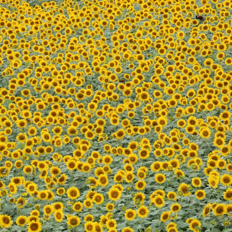 Vast sunflower fields blooming beneath the mountains in Yamanashi Prefecture