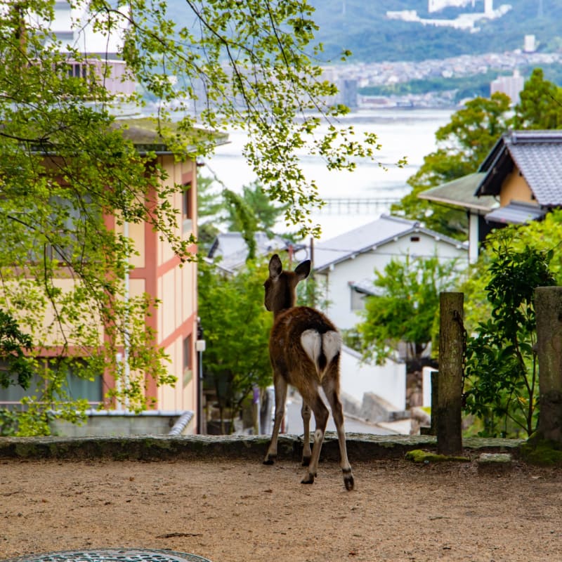 Momijidani Park with maple trees and riverside walking path on Miyajima Island.