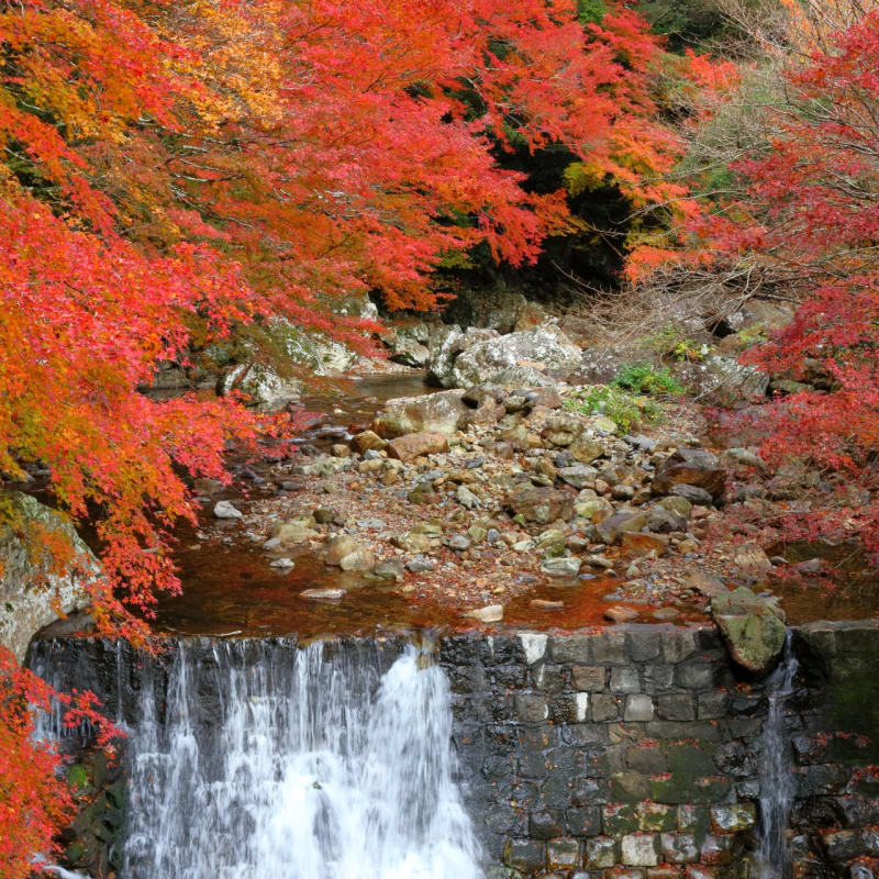 Crystal-clear river flowing through Kuroson Gorge surrounded by lush mountain forest.