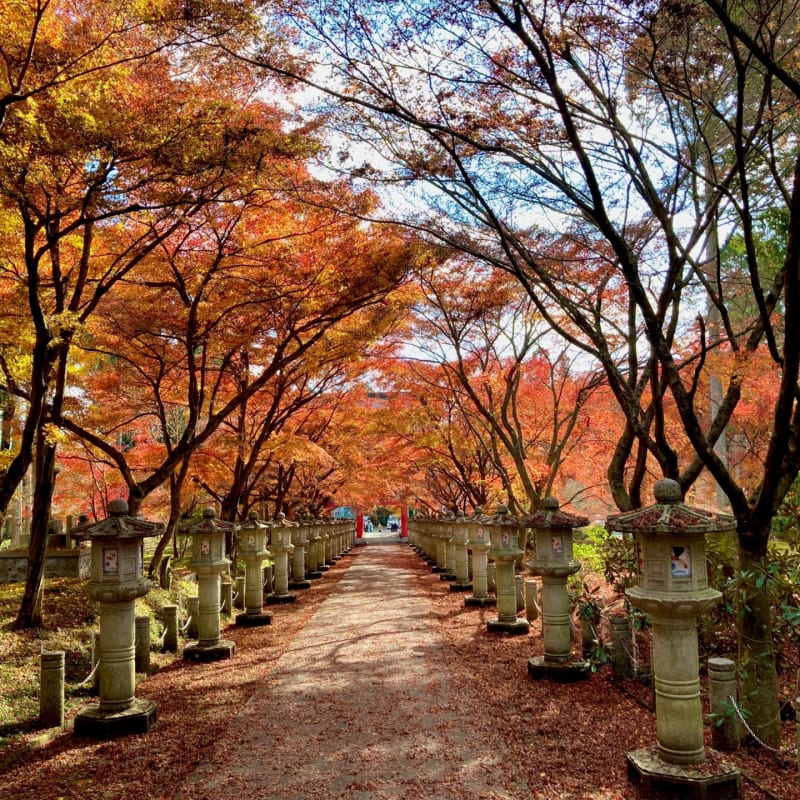 Kosan-ji Temple surrounded by cedar forest and seasonal maple trees in Kyoto.