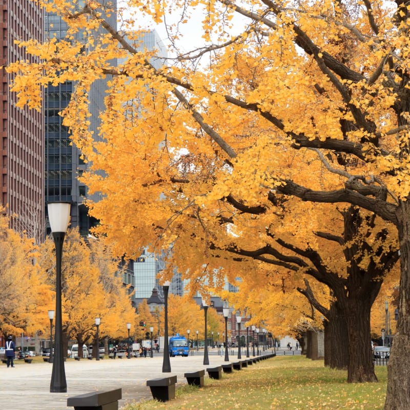 Gyoko-dori Avenue with Tokyo Station and tree-lined walkway