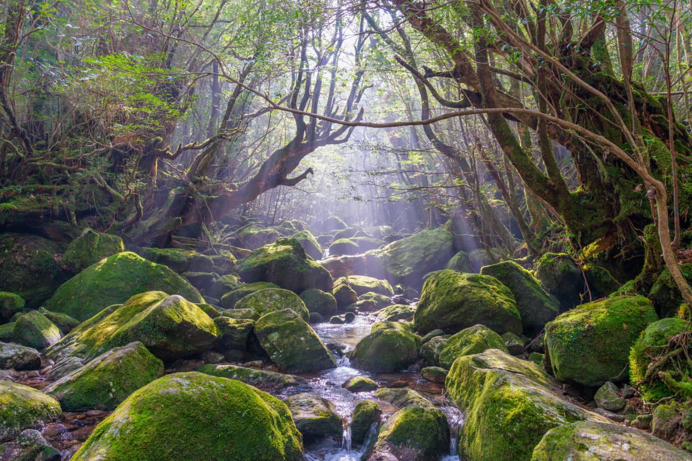 Sunlight filters through towering ancient cedar trees in Shiratani Unsuikyo Gorge, illuminating emerald moss-covered rocks and forest paths that inspired the world of Princess Mononoke on Yakushima Island.