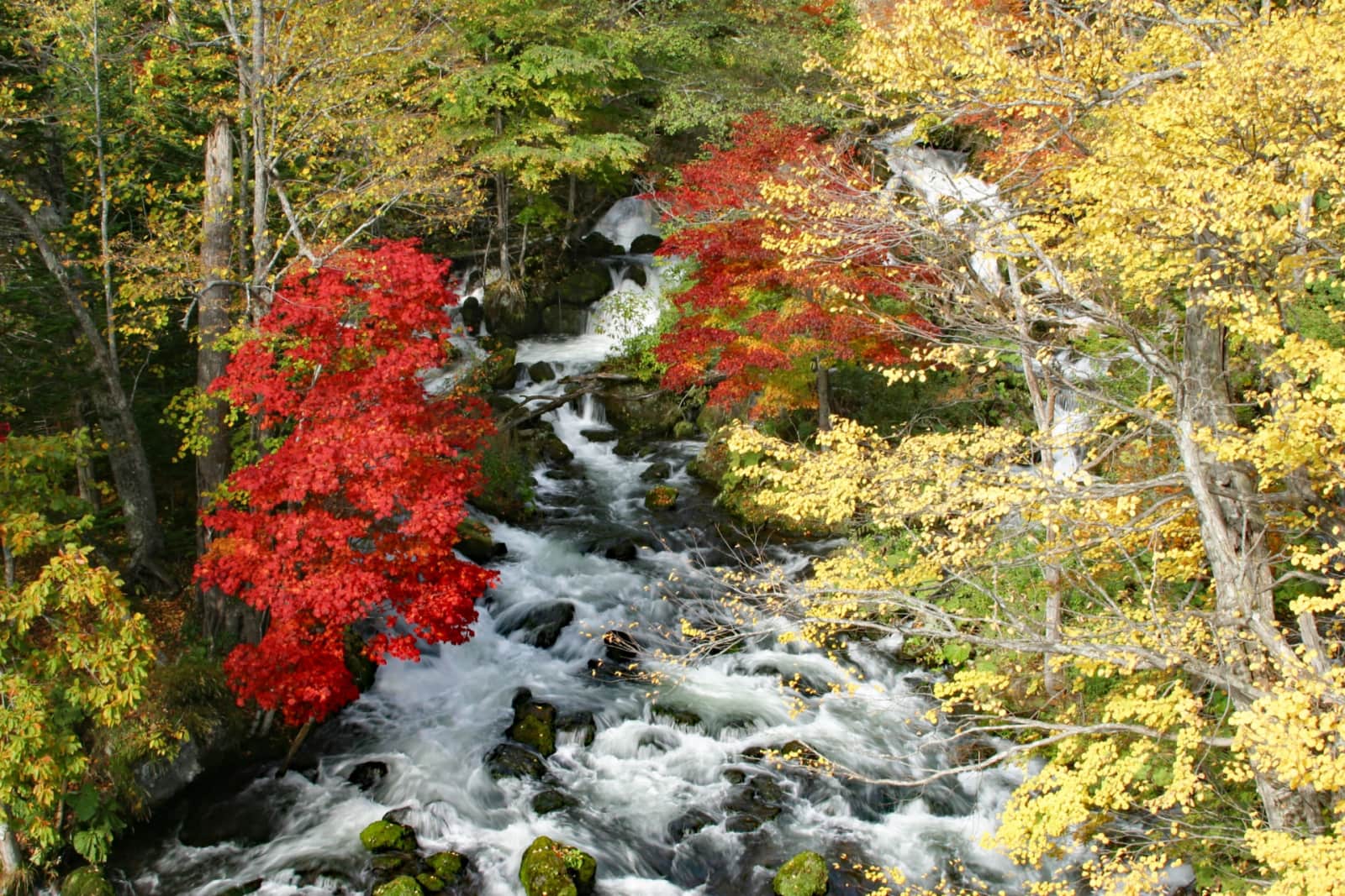 Autumn Leaves at Takimi Bridge