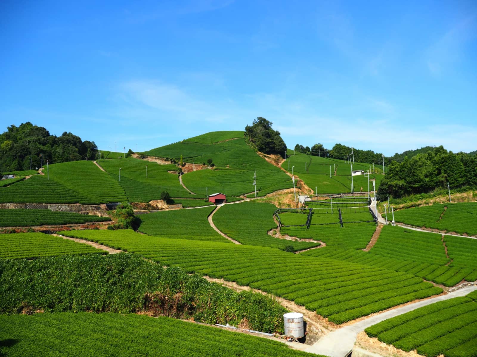 Ishitera Tea Plantation