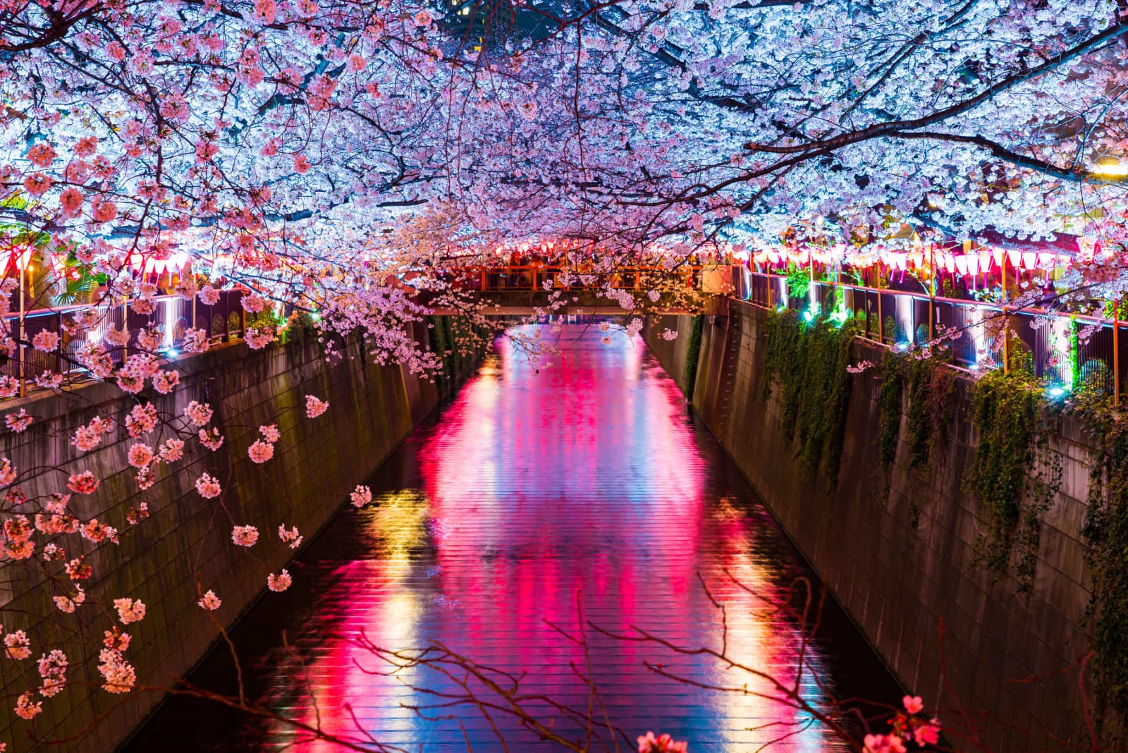 Meguro River Cherry Blossoms Promenade