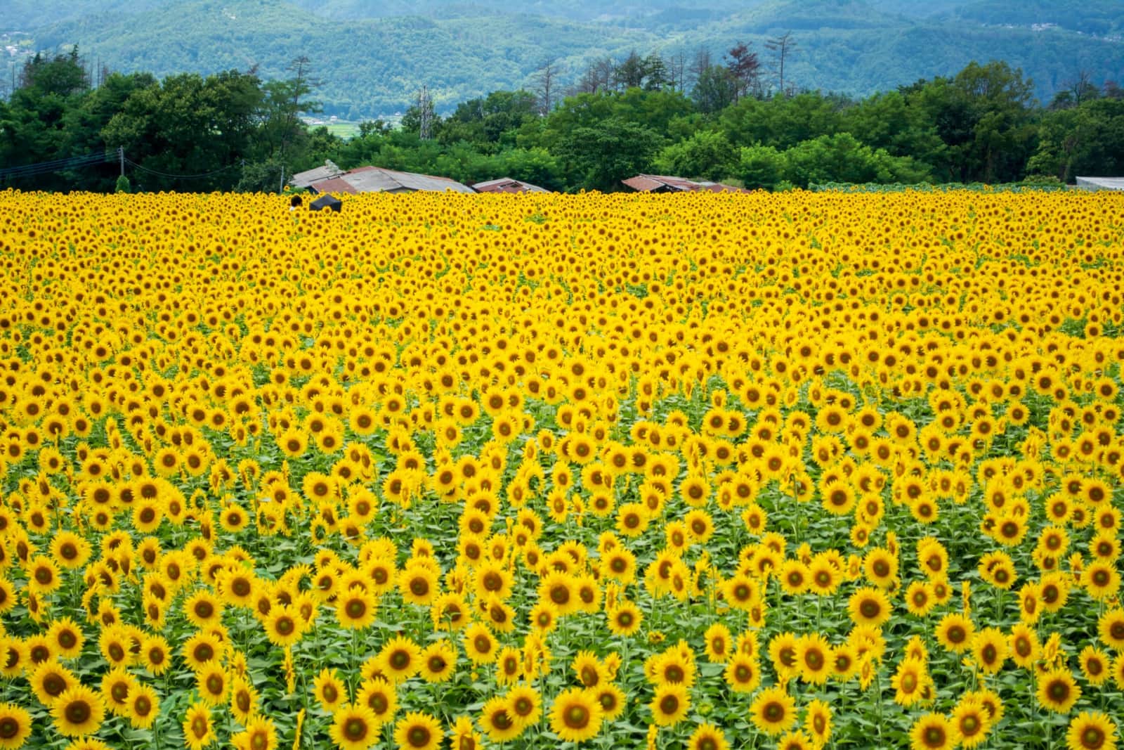 Akeno Sunflower Field