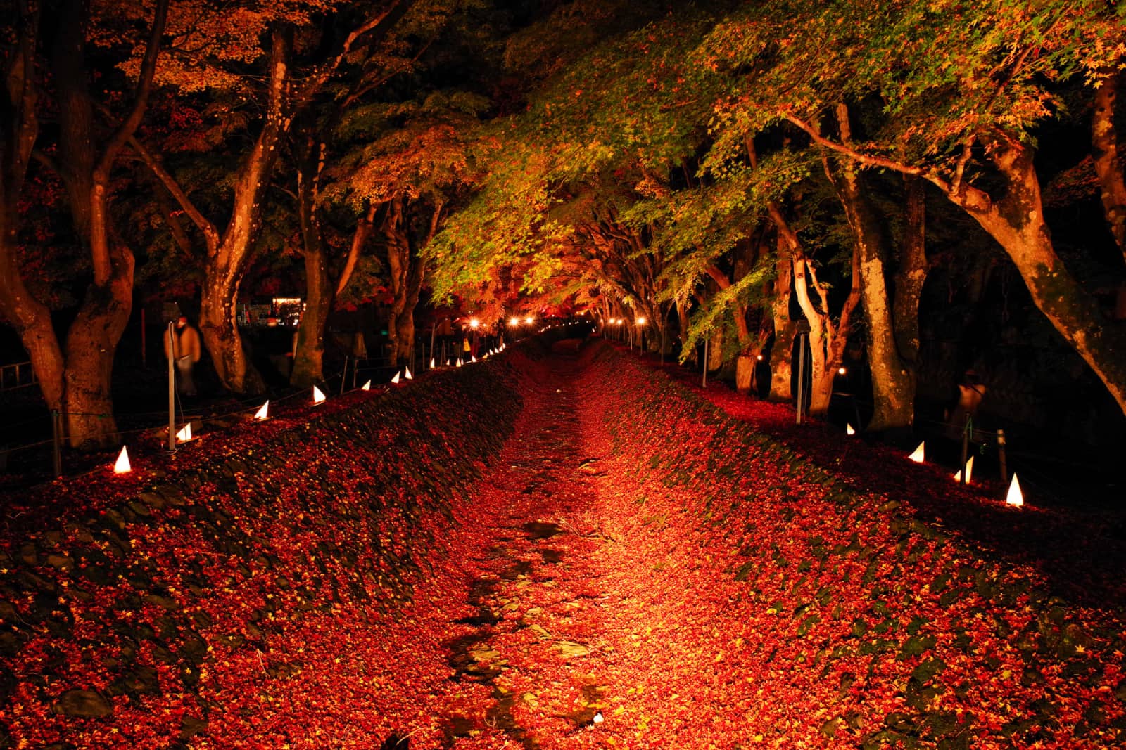 Kawaguchiko Maple Corridor