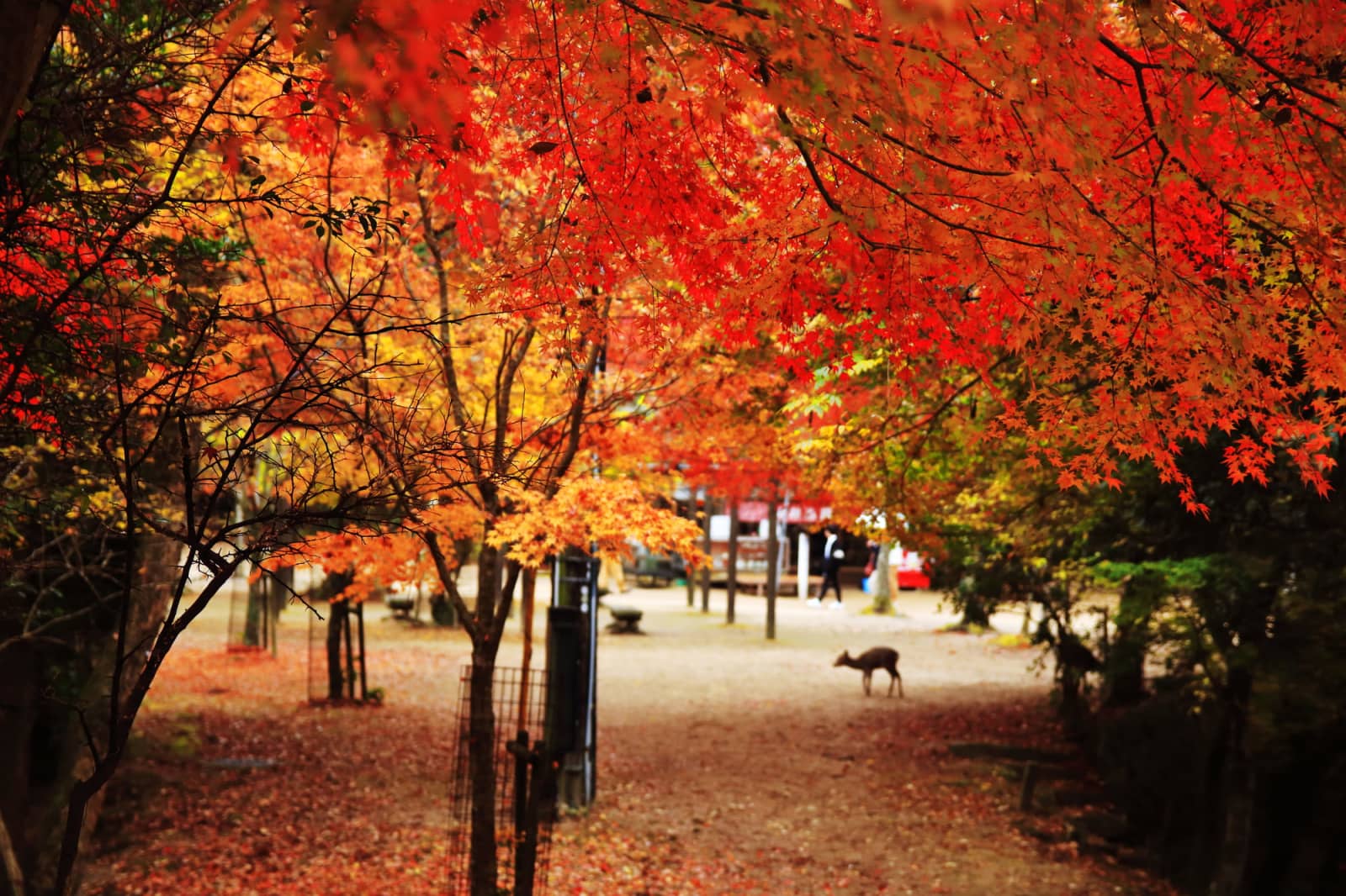Momijidani Park