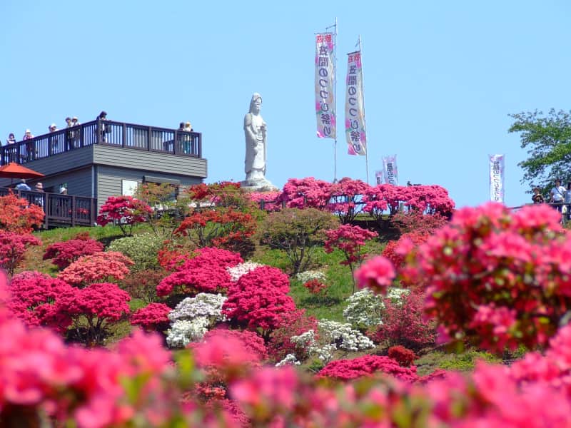 Kasama Azalea Park - azalea photo spot ibaraki, japan