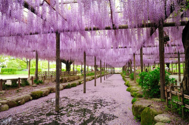 Tennōgawa Park wisteria - wisteria photo spot in aichi, japan