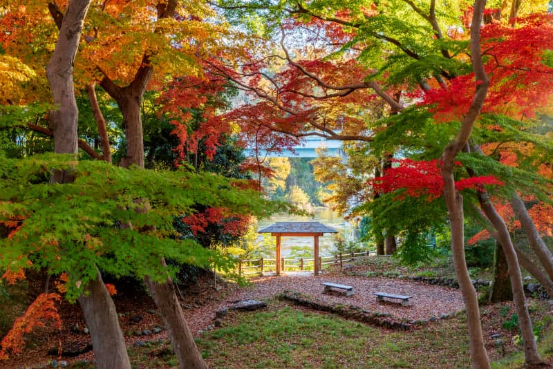 Suzumenomiya Park autumn foliage and illuminations