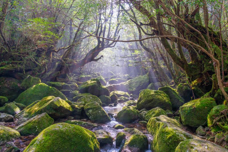 Sunlight filters through towering ancient cedar trees in Shiratani Unsuikyo Gorge, illuminating emerald moss-covered rocks and forest paths that inspired the world of Princess Mononoke on Yakushima Island.