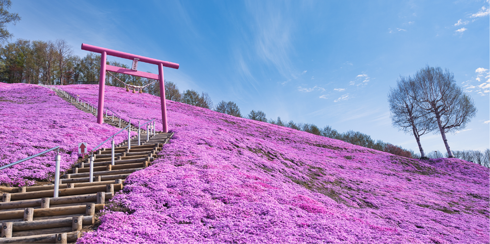 hokkaido shibazakura photo spot