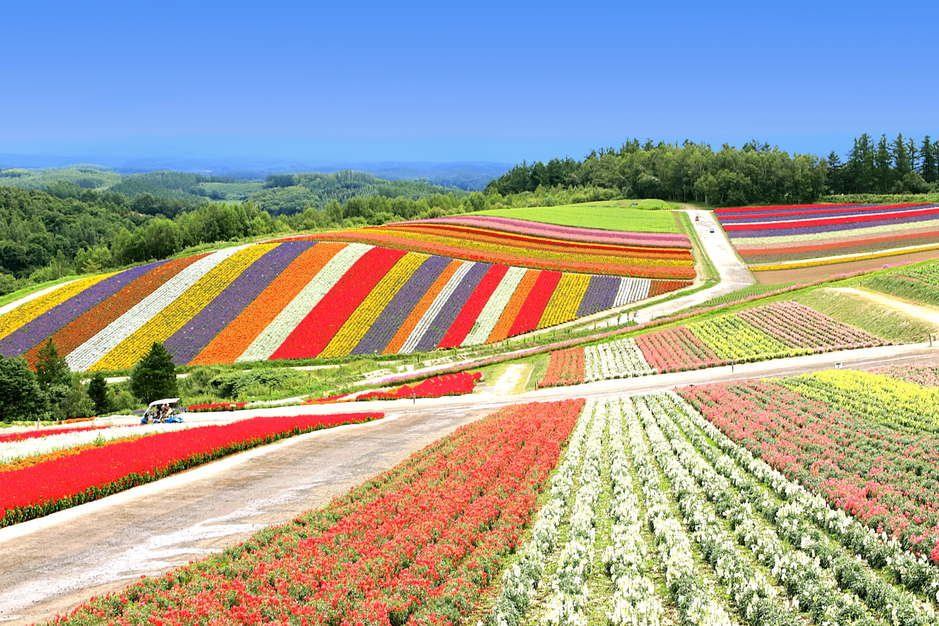 NO110オプティニール様 三角屋根のFLOWERS and GARDEN 5段 Shikisai-no-Oka Hokkaido: Colorful Flower Fields & Alpaca Farm